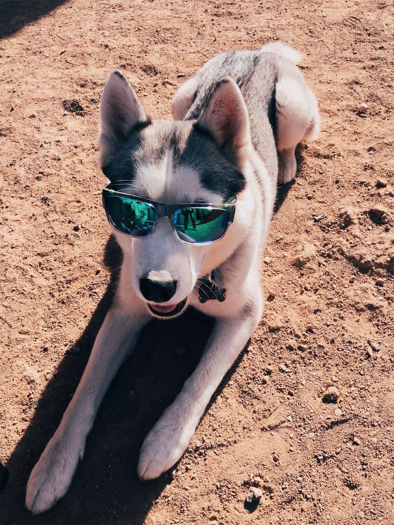 Sly the husky — the inspiration behind Chilly Dog HVAC